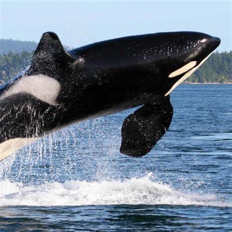Seattle To Victoria Day Trip With Whale Watching Clipper Vacations