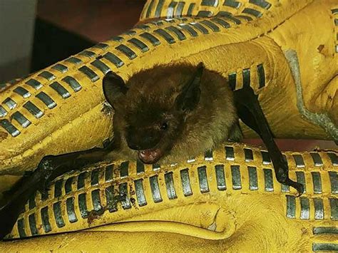 Bats With Rabies On The Rise Oakland Co Michigan Bat Removal