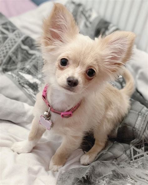 Teacup Chihuahua For Sale Under 500 Near Me Cute Puppies For Me
