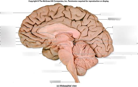 Brain Half Section Diagram Quizlet