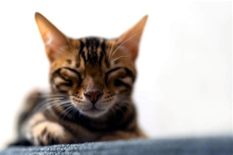 Premium Photo Portrait Of A Sleeping Bengal Kitten
