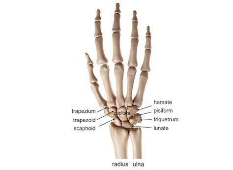 Wrist Hand Anatomy