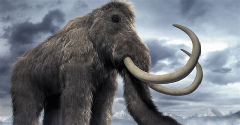 Bold Predictions The De Extinction Of Woolly Mammoths—commentary