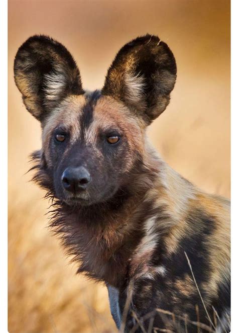 Rikaon A Wild African Hunting Dog Kruger National Park South