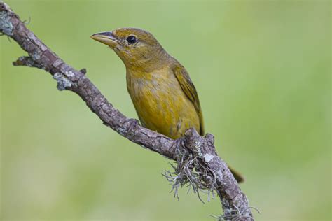 Houston Bird Watchers Welcome The Red Headed Stranger Summer Tanager
