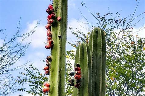 Are Cacti Edible 5 Types Of Cactus You Can Eat Cactuscare 2022
