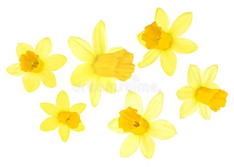 Collection Of Yellow Bright Narcissus Flowers Isolated On White