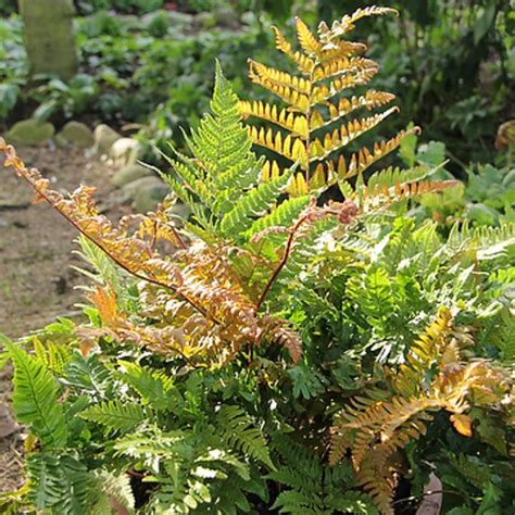 Dryopteris Erythrosora Buy Plants At Coolplants