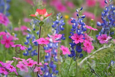 Spring Wildflowers Photograph By Danielle Laird Pixels