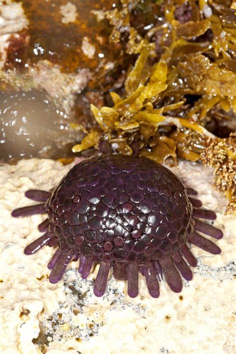 Photos Of Sea Urchins Echinoidea Urchin Sea Food