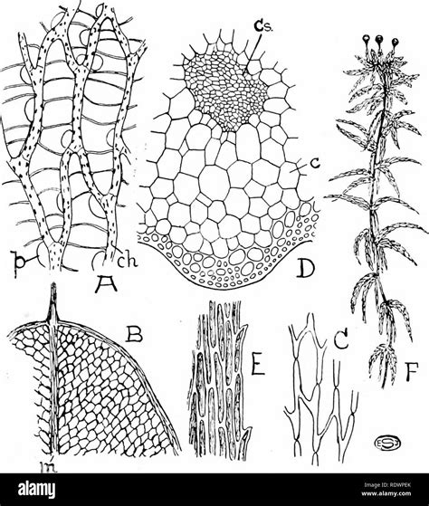 Plant Anatomy And Morphology Lecture Notes Ideas Of Europedias