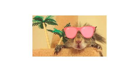 Pet Squirrel Instagram Popsugar Australia Tech