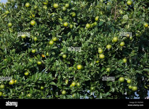 Green Orange Tree Stock Photo Alamy