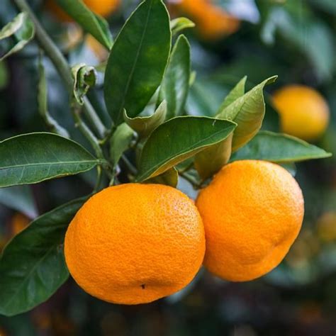 Calamondin Tree In 2021 Citrus Trees Citrus Plant Orange Tree For Sale