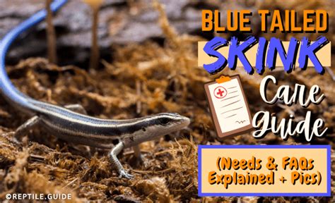 Blue Tailed Skink Care Guide Needs And Faqs Explained Pics