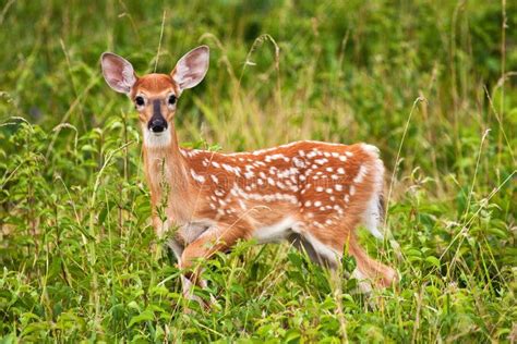 White Tail Fawn Deer Stock Image Image Of Young Nature 15243443