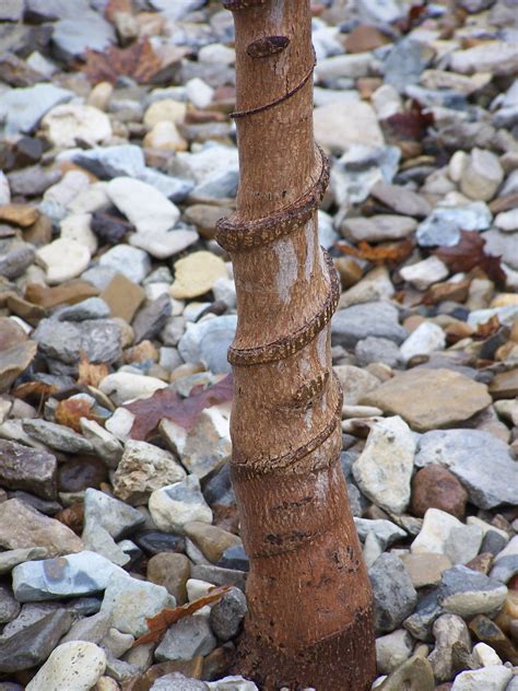 Grab a partner to help you wrap the saran wrap around the tree on top of the quilt batting. Tree Trunk Protection From Deer | Tyres2c