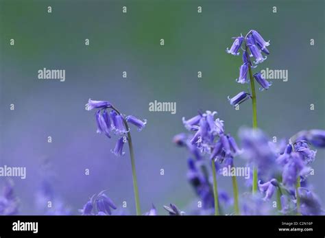 Bluebells In Spring Hertfordshire England Stock Photo Alamy