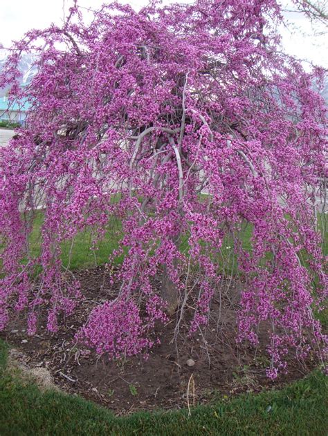 Photo Of The Entire Plant Of Eastern Redbud Cercis Canadensis Var