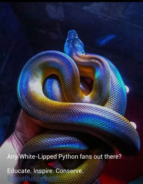 White Lipped Python Beautiful Snakes Pythons Pretty Snakes