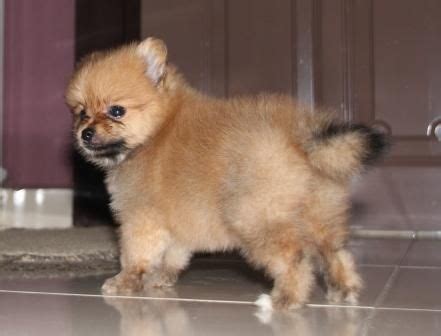 Homehunters kl presents verticas residensi kuala lumpur. Dog Pom Pomeranian Female Puppy For Sale FOR SALE ADOPTION ...