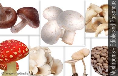 Button mushrooms are by far the most common type of mushroom cremini mushrooms, also called crimini mushrooms, are actually part of the same species as button mushrooms (agaricus bisporus), but are a brown. Mushroom Types - Edible and Poisonous