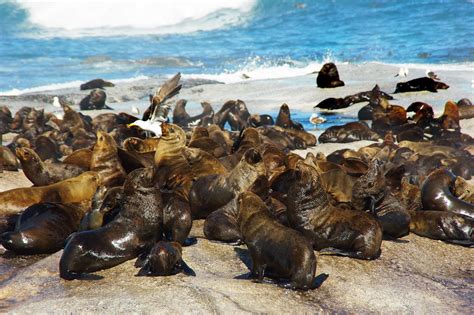 Free Images Shore Wild Seals South Africa Sea Lions The Cap