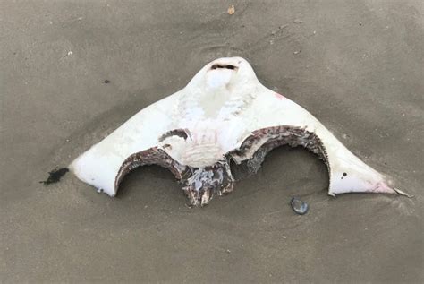 Shark Sighted Off Long Island Shore Might Have Killed This Giant Skate