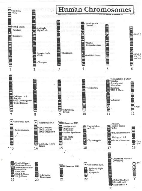 Human chromosome 14 human chromosome 14: 14.1 Human Chromosomes Worksheet Answers + My PDF ...
