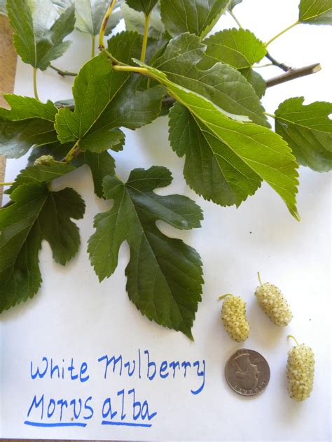 A free Raw Superfood - White Mulberry The Real Deal | Be Well With Sue