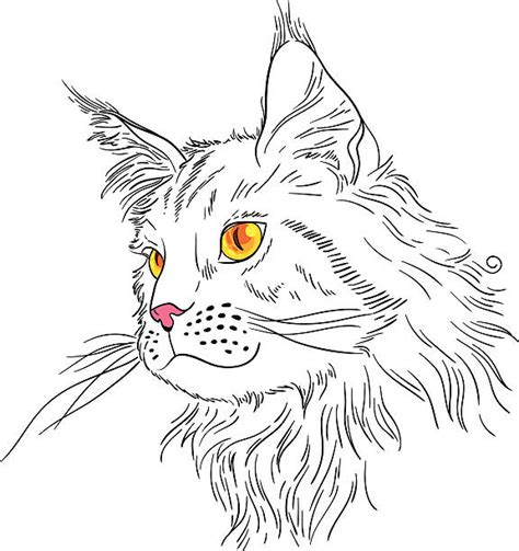 Drawing Of Maine Coon Cat Illustrations Royalty Free Vector Graphics