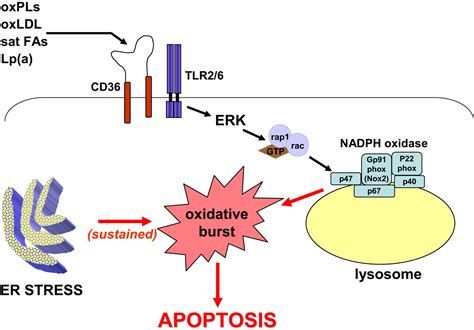 Atherogenic Lipids And Lipoproteins Trigger Cd Tlr Dependent