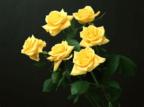 Beautiful Yellow Rose Flowers Wallpapers