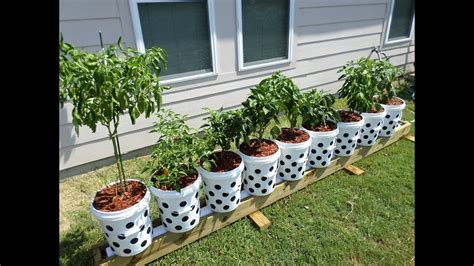 Vegans Living Off The Land Recycled Bucket Gardening