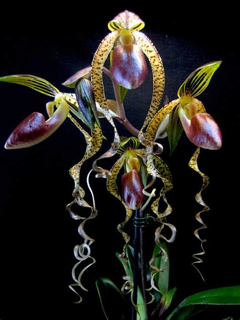 Paphiopedilum Sanderianum X Gigantifolium Orchid Slipper T6p77 Strange Flowers Unusual