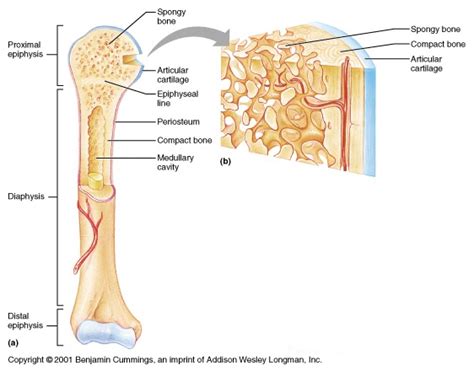 Long Bone Diagram Labled Humerus Bone Labeled Vector Illustration