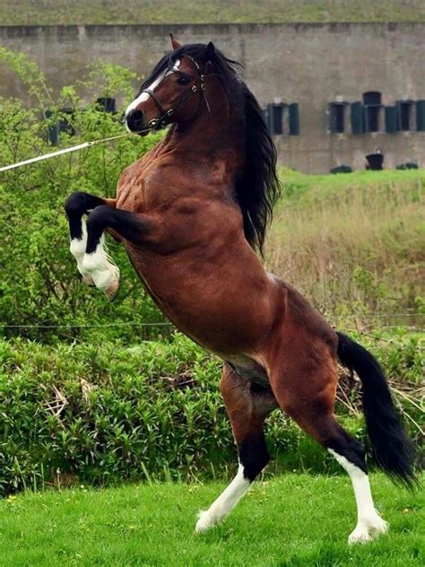 1046 Best Welsh Cobwelsh Pony Images On Pinterest Beautiful Horses