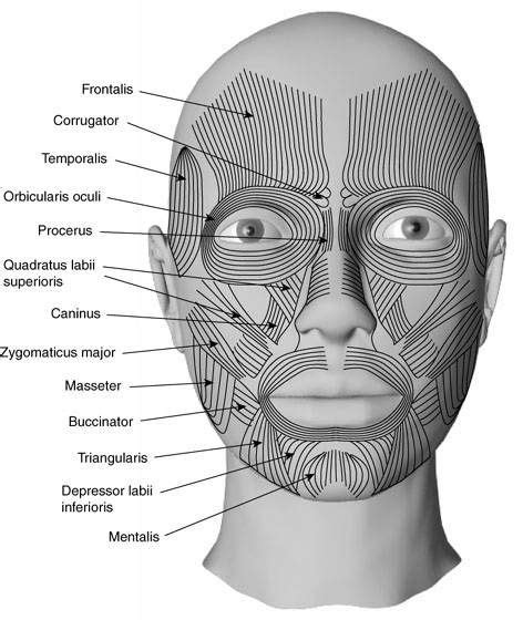 Facial Muscles Diagram Labeled Archives Human Anatomy Chart Muscles