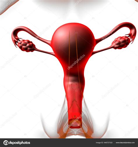 Anatomia Sistema Reprodutivo Feminino Para Ilustra O M Dica Conceito Fotografias De Stock
