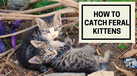 How To Catch Feral Kittens The Kitty Expert