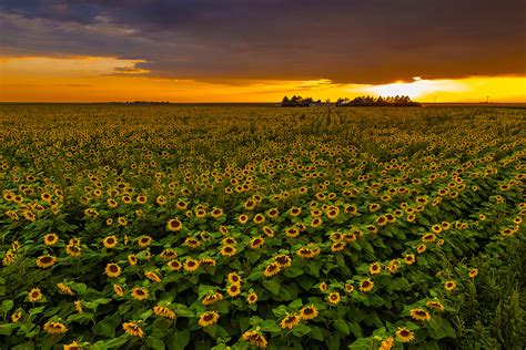 Sunflower Fields Near Goodland Western Kansas Usa