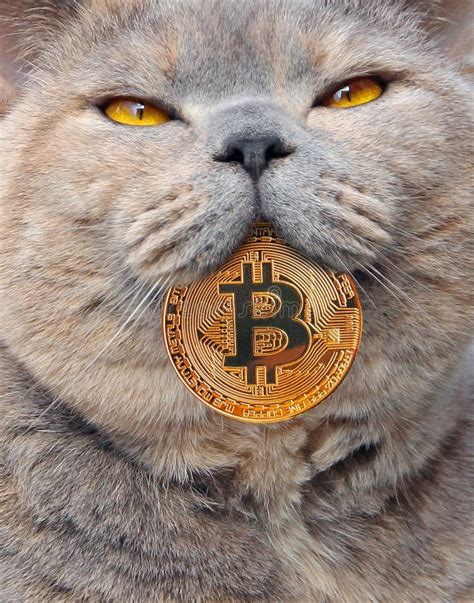 Pedigree Cat Bitcoin Eye Cryptocurrency Stock Image Image Of Feline