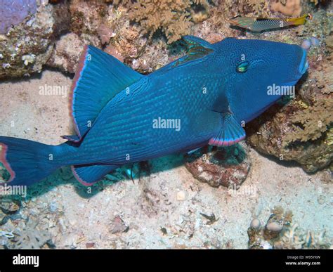 Blue Triggerfish Pseudobalistes Fuscus Stock Photo Alamy