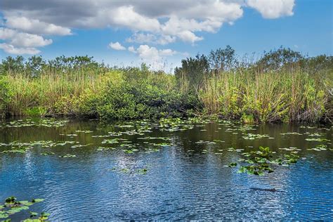 Everglades 0817 Photograph By Rudy Umans Fine Art America