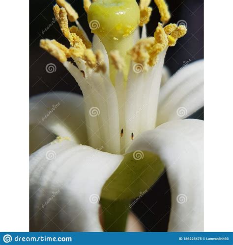 Thrips Insect Injure On Citrus Flower Stock Image Image Of Pomelo