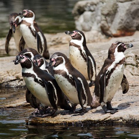 Group Of Penguins Free Stock Photo Public Domain Pictures
