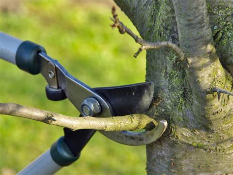Tree Pruning 1 2 3 Guide How To Cut And Best Tool Per Size