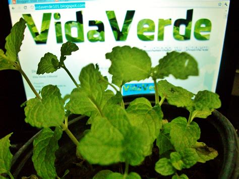 Vida Verde Ser Ecologísta Una Prioridad En Mi Vida Verde