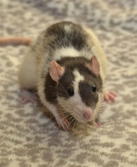 Different Types Of Pet Rat Breeds Which One Is For You 2019
