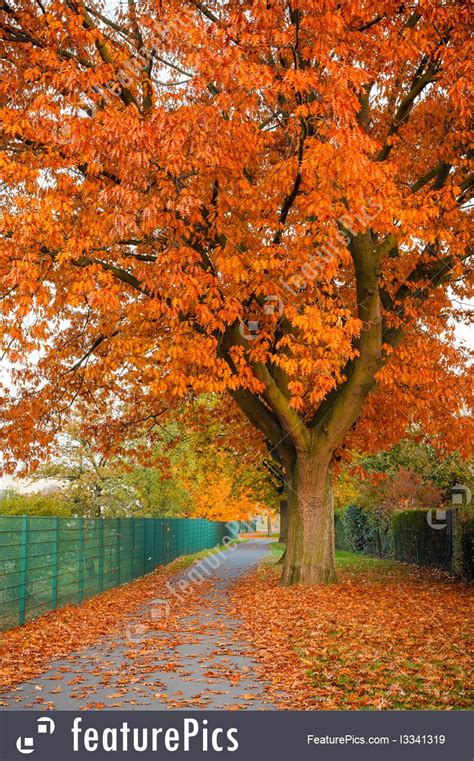 Picture Of Red Autumn Oak Tree
